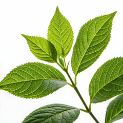 Fototapeta premium close up of leaves on plant against white background