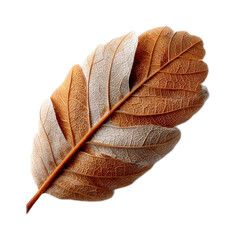 Detailed close-up of a textured brown leaf showcasing intricate veins and patterns on a white background for natural themes