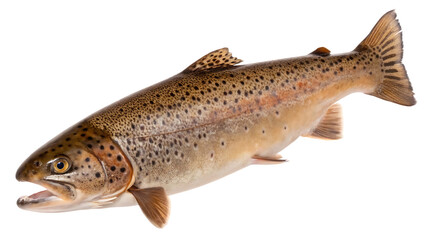 Obraz premium Brown trout fish isolated on white background PNG. AI GENERATED.