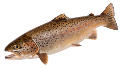 Brown trout fish isolated on white background PNG. AI GENERATED.