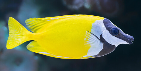 Close-up view of a Foxface rabbitfish (Siganus vulpinus)