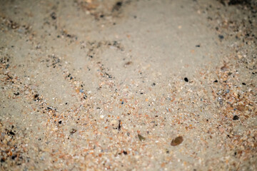 Close-up view of textured sandy beach surface dotted with tiny shells, pebbles, and natural patterns formed by waves.