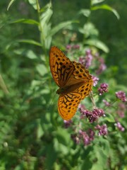 butterfly on flower