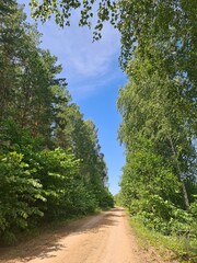 country road in the forest