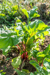Chards growing in an ecological garden for soup and stir fry, beta vulgaris, real life photo