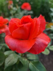 red rose in the garden