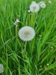 dandelion in grass in summer