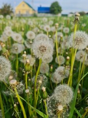 dandelions in the meadow in summer
