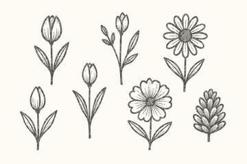 Hand-drawn illustrations of various flowers and plants, including tulips, daisies, and a pine cone.