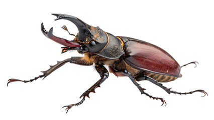 European stag beetle isolated on a white background PNG