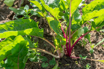 Chards growing in an ecological garden for soup and stir fry, beta vulgaris, real life photo