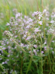 wild flowers in the field
