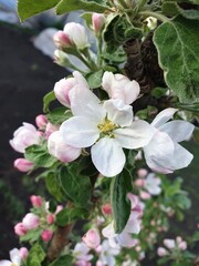 pink and white apple blossom