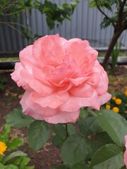 pink roses in garden in summer