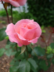 pink rose in garden in the afternoon
