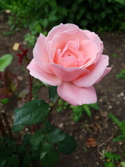 pink rose with water drops