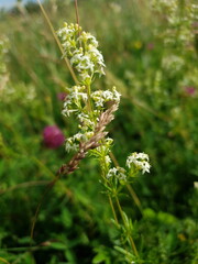white flowers on a green background
