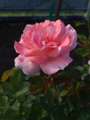 pink rose in the garden