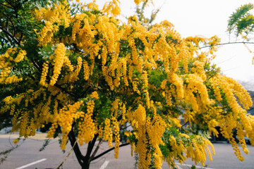 Laburnum anagyroides Cytisus laburnum, the common laburnum, golden chain or golden rain