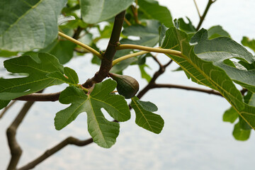 Fig fruit and leaves on a tree branch with one unripe fruit close-up.