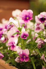 Fototapeta premium garden flowers, field flowers, lilac, chamomile