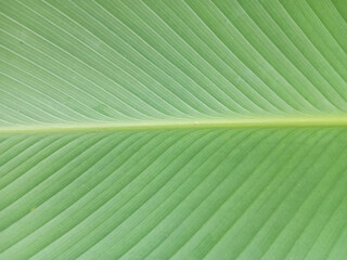 Macro image background of Calathea lutea leaves