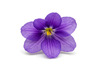 Obraz premium Purple Flower Blossom on White Background
