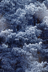 Pine tree branches with snow in winter, Snow-Covered Fir Branch Close-Up with snowflakes, blue green gradient colored nature background, aesthetic wintry landscape, natural scene with soft, icy tone