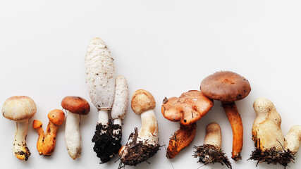 Set of wild forest mushrooms as minimal top view pattern, organic nature still life photo, autumn mood flat lay, nature materials, toadstools, fungus. Beauty environment, natural autumnal tones