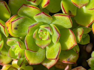Detail of a flowering echeveria cactus with red tips