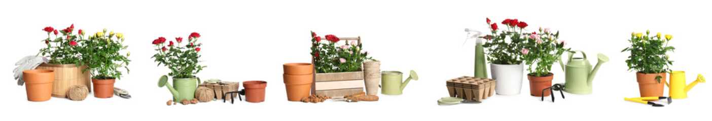 Collage of fresh rose plants in pots and with gardening supplies on white background