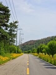 Blue sky and clouds, trees and flowers, road and power lines, beautiful country road scenery, Yeongdeok, Korea - 푸른 하늘과 구름, 나무와 꽃, 도로와 전력선, 아름다운 시골 길 풍경, 영덕,  한국