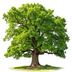 Majestic green oak tree with lush foliage and thick trunk isolated on transparent background
