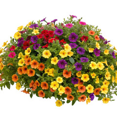 Vibrant cascading petunias in a mix of red purple yellow and orange colors isolated on transparent background