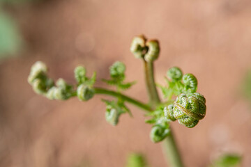 A sprouted fern. A fern that has just begun to bloom in spring.
