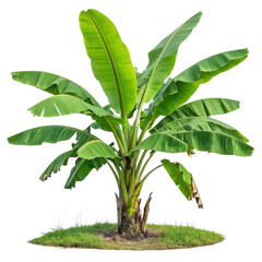 A lush green banana plant with large leaves isolated on transparent background