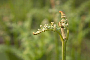 A sprouted fern. A fern that has just begun to bloom in spring.
