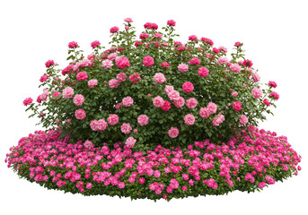 Abundant pink roses and smaller pink flowers blooming in a lush garden bed isolated on transparent background