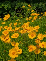 Beautiful yellow flowers, Golden-wave scenery - 아름다운 노란 꽃, 금계국 풍경