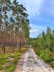 Scenic pine forest with sandy path, Barycz Valley, Poland