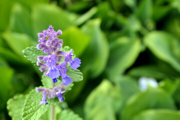 Isolated lilac flower in the garden