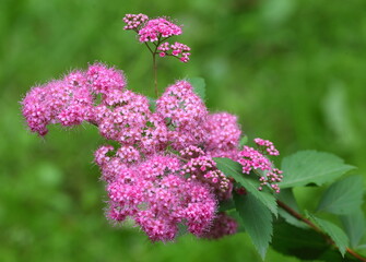 A bright pink flower blooming on a green field