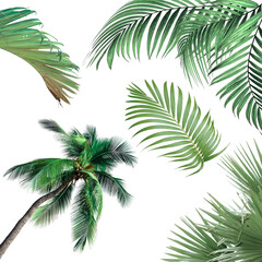 A high-resolution PNG image featuring a curated collection of tropical palm leaves in various shapes and textures, isolated on a transparent background. 