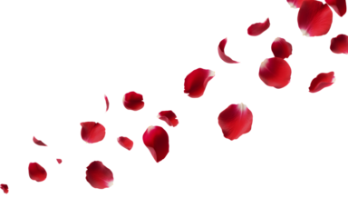 Red rose petals fly into the distance on transparent white background 