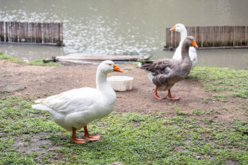 Group of Embden and Toulouse geese stand on ground and grass by a pond in park.