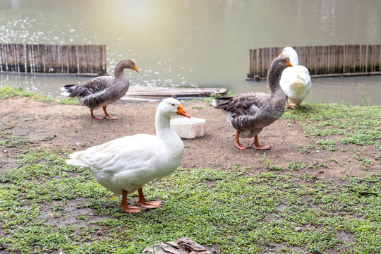 Group of Embden and Toulouse geese stand on ground and grass by a pond in park.