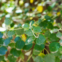 leaves of white poplar or silver poplar, popuplus alba in spain