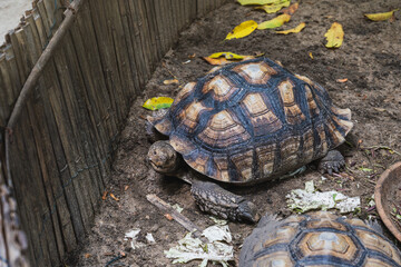 African Sulcata (Spurred) Tortoise – Centrochelys sulcata resting on the dirty sandy ground with the scraps of vegetables that are its food in a pen surrounded by a bamboo fence in park.