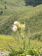 strong grass 