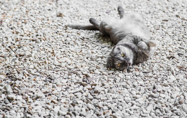 Homeless animal. Abandoned, hungry Scottish Fold cat lying on the street. Shelter, rescue, charity,...